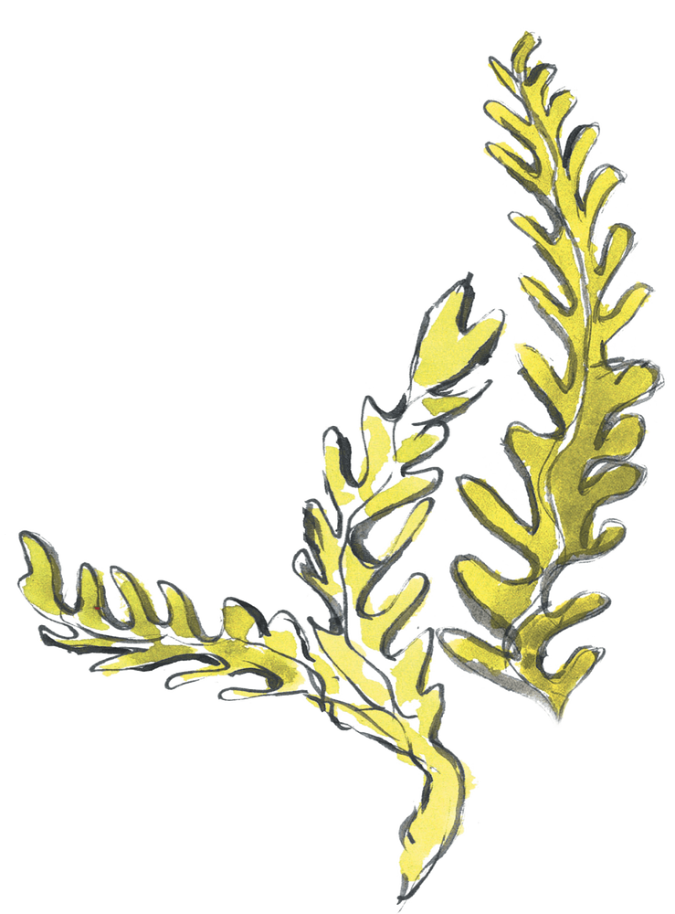 Vilebrequin La Plage