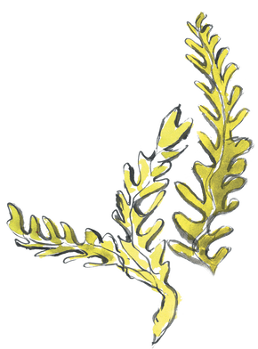 Vilebrequin La Plage